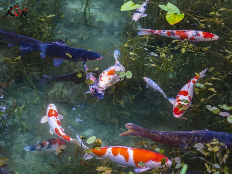 cá koi