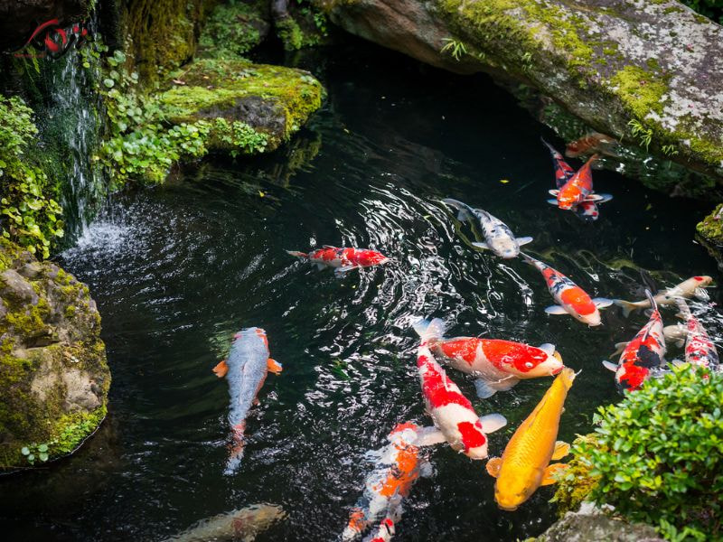 cá koi