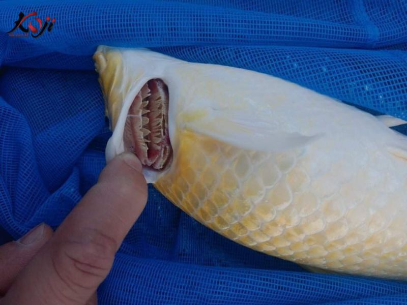 cá koi