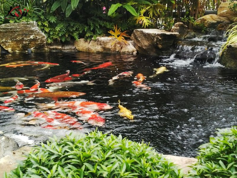 cá koi