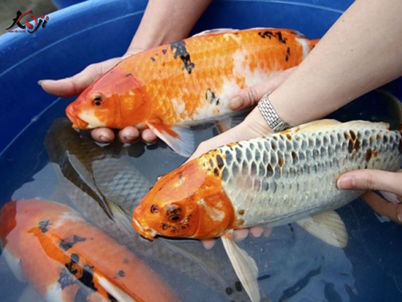 cá koi bị nấm