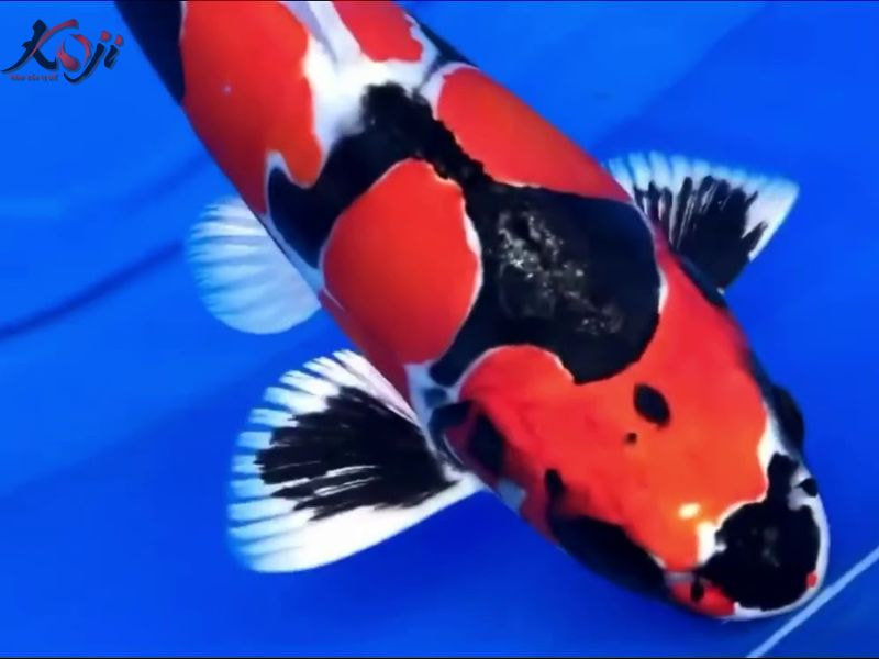 cá koi 50 tỷ