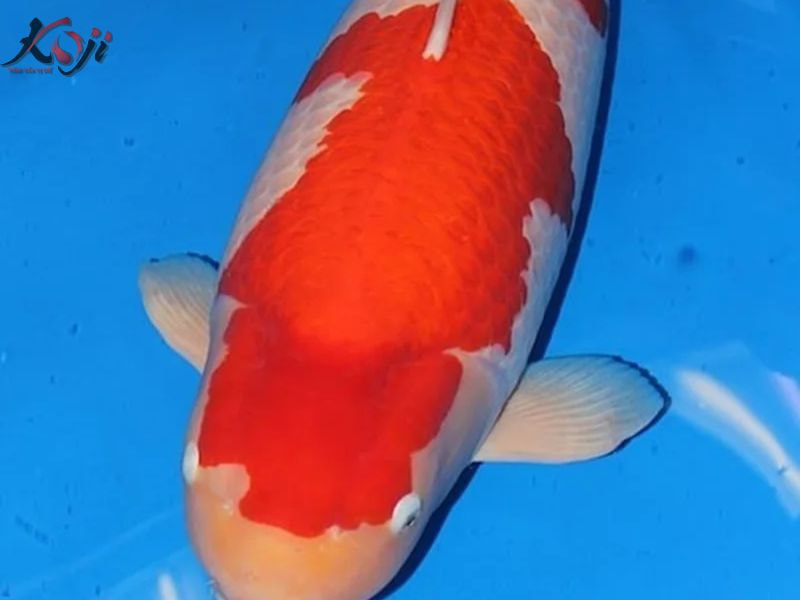 cá koi 50 tỷ