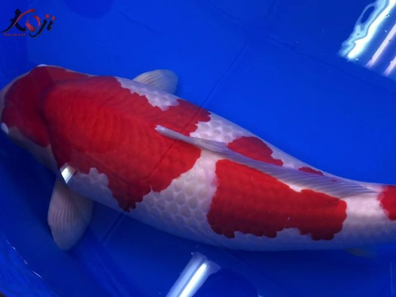 cá koi 50 tỷ
