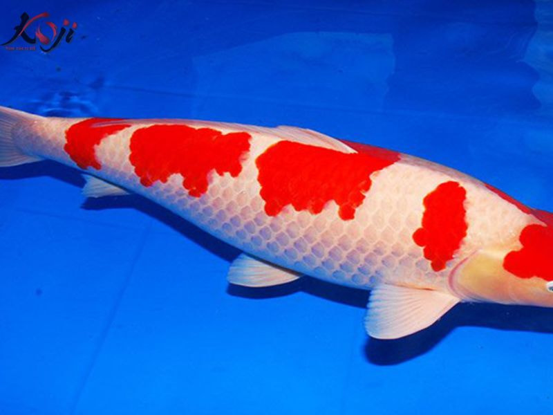 cá koi 50 tỷ