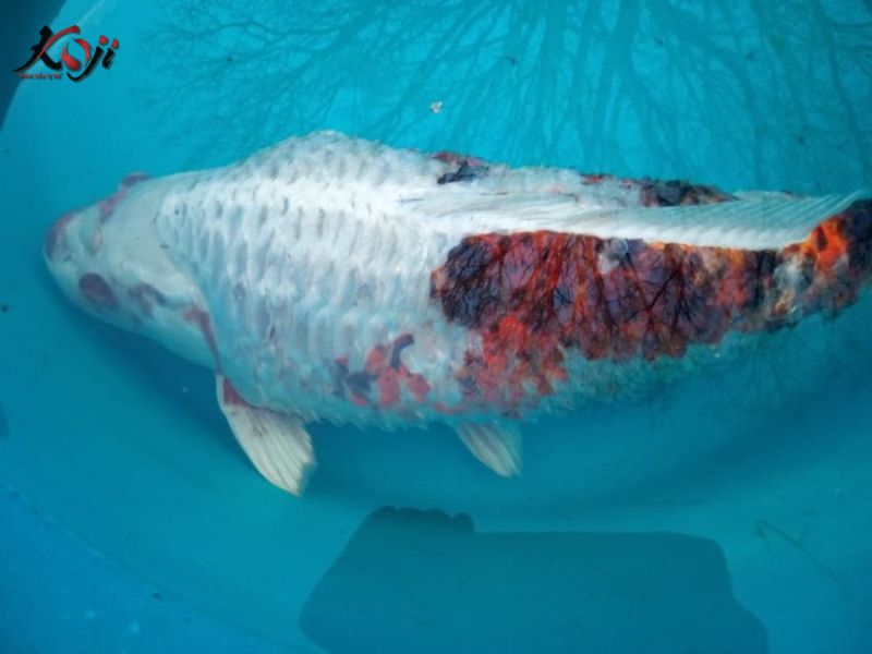 cá koi bị xù vảy