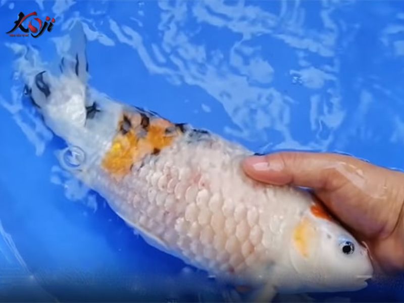 cá koi bị xù vảy