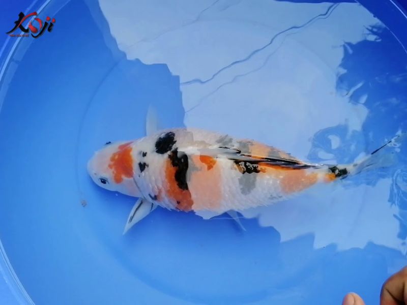 cá koi bị xù vảy