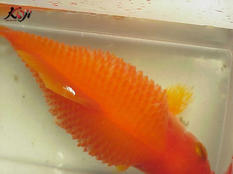 cá koi bị xù vảy