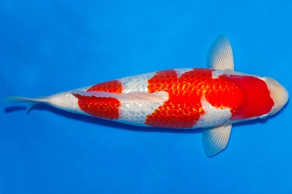Tại những cuộc thi cá Koi lớn trên thế giới hiện nay, những nhà vô địch đa phần đều những chú cá Kohaku