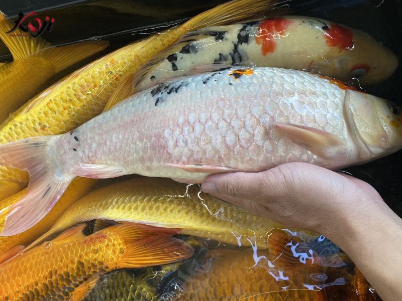 cá koi
