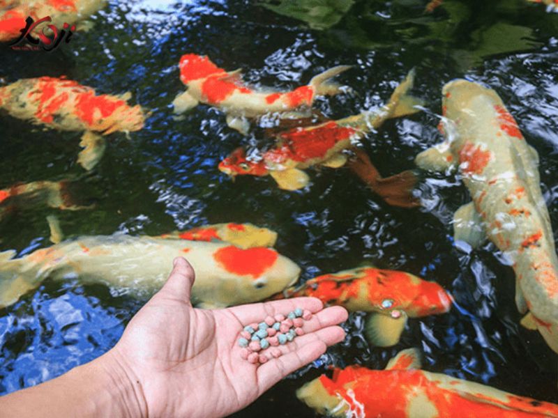 cá koi