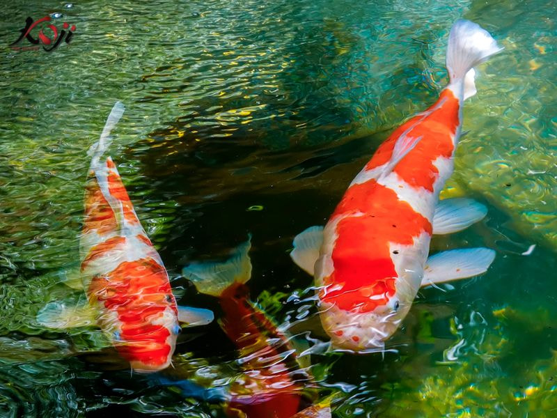 cá koi