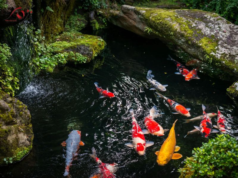 cá koi