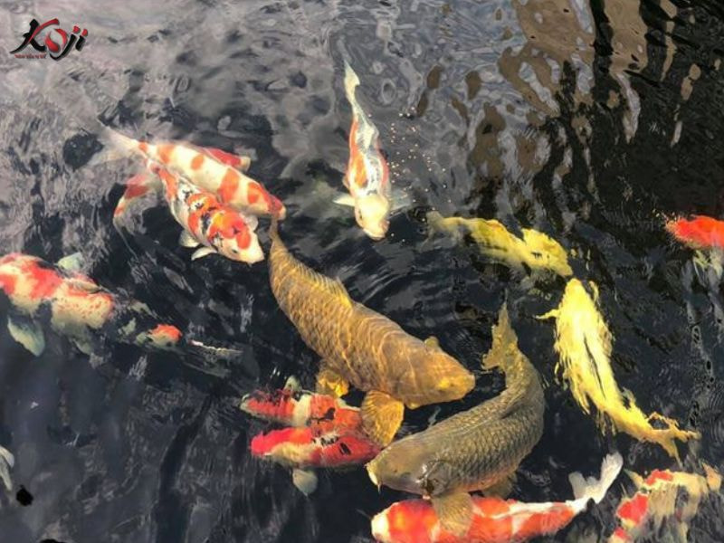 cá koi