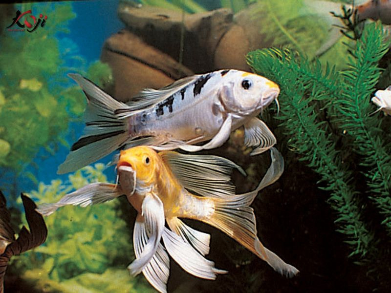 cá koi