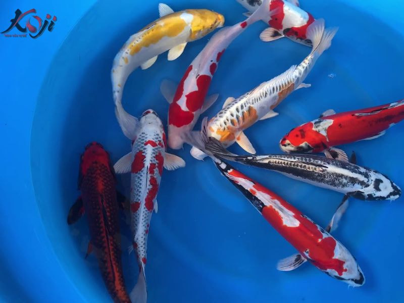 cá Koi không chịu ăn