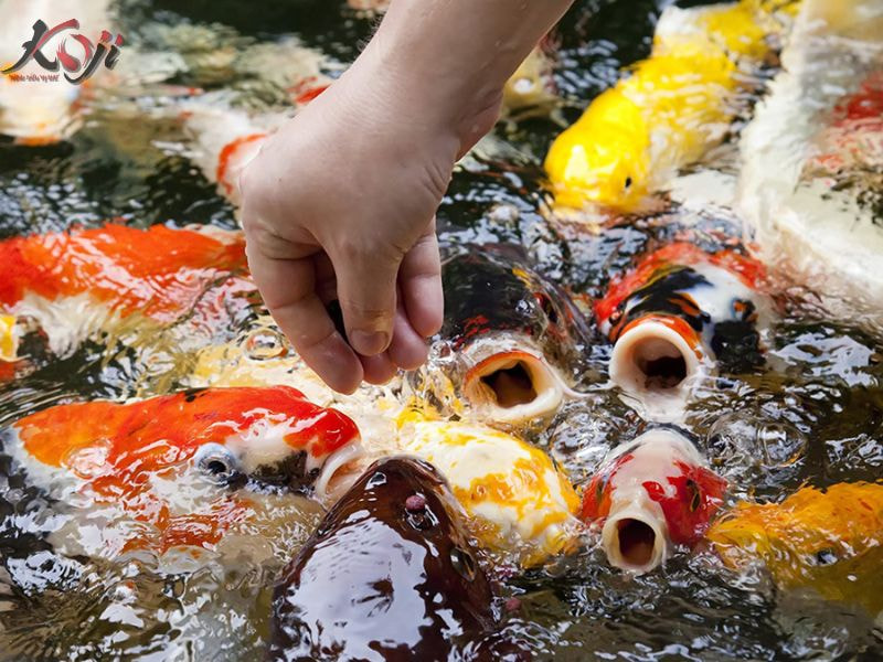 cá Koi không chịu ăn