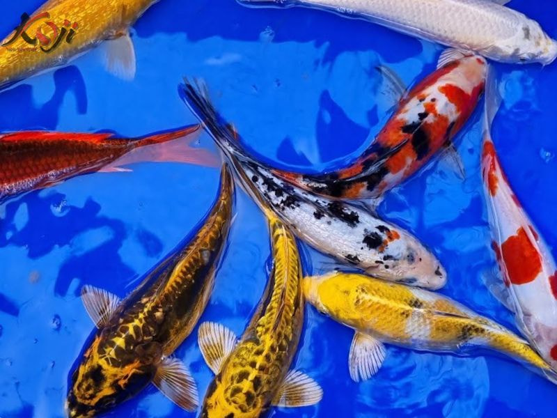 cá Koi mini