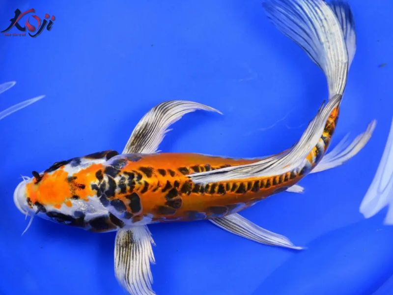 cá Koi mini