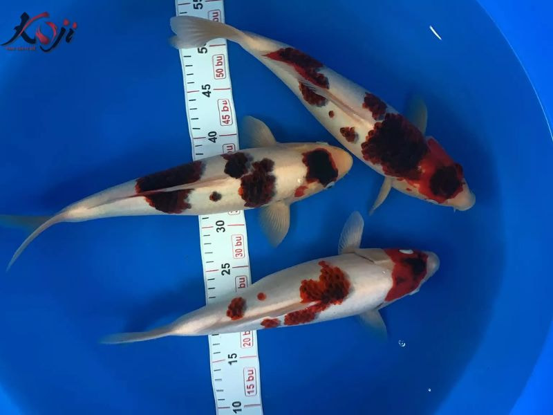 cá rồng nhịn ăn được bao lâu