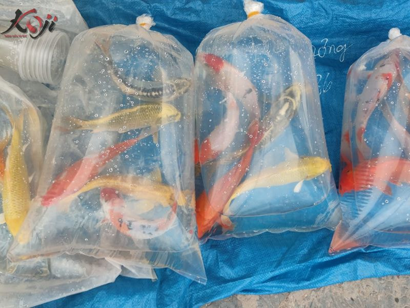 cá rồng nhịn ăn được bao lâu