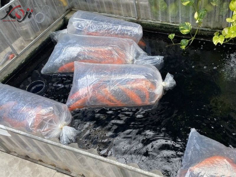 cá rồng nhịn ăn được bao lâu