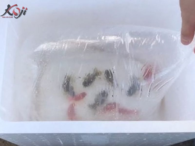 cá rồng nhịn ăn được bao lâu