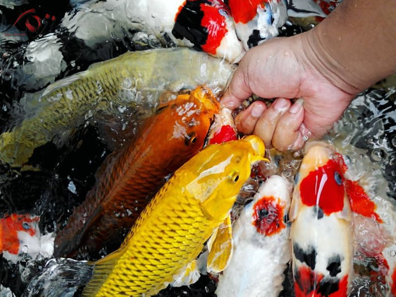 cá rồng nhịn ăn được bao lâu