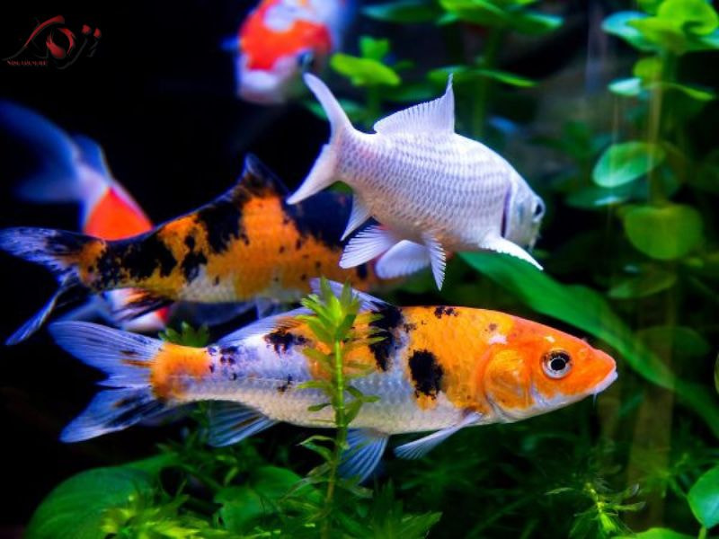 cá vàng mini