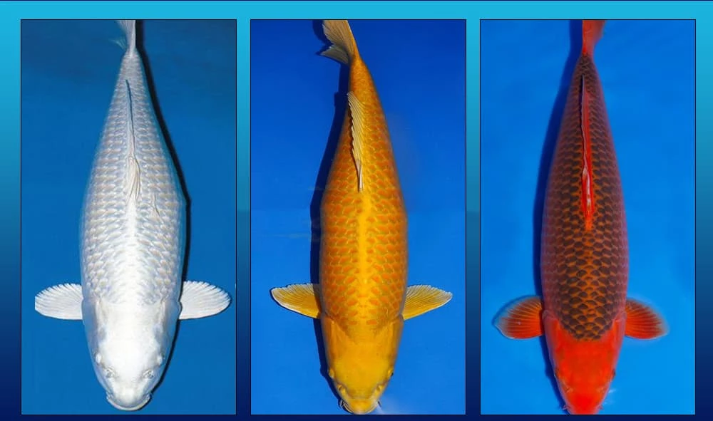 Cá Koi Hikarimuji mono khác biệt vì toàn thân chỉ có một màu, khác với các loài Koi khác