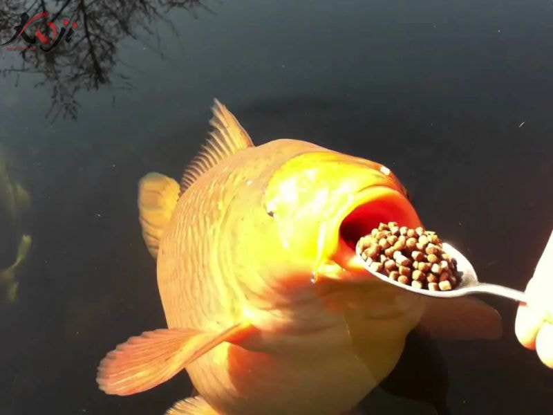 cách làm thức ăn cho cá