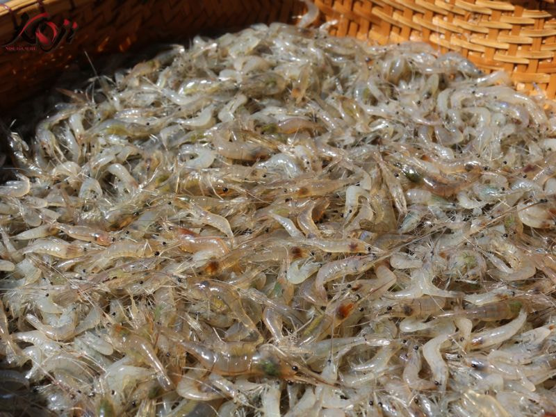 cách làm thức ăn cho cá