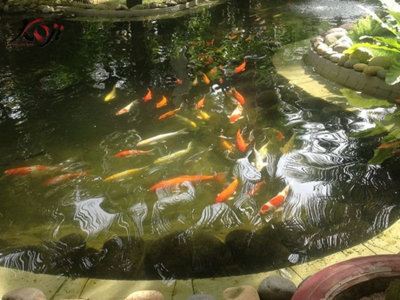 cách làm trong hồ cá Koi