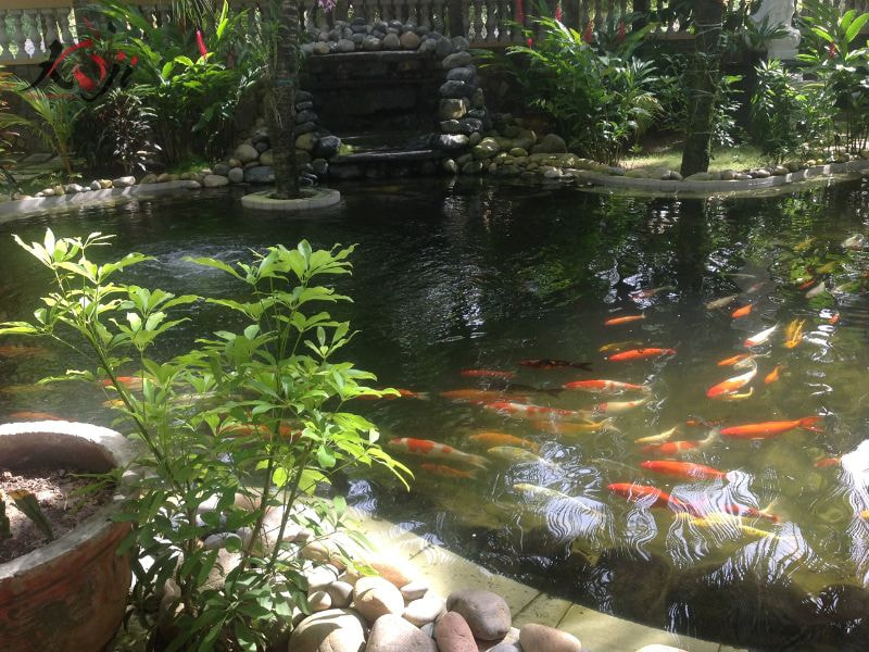 cách làm trong hồ cá Koi