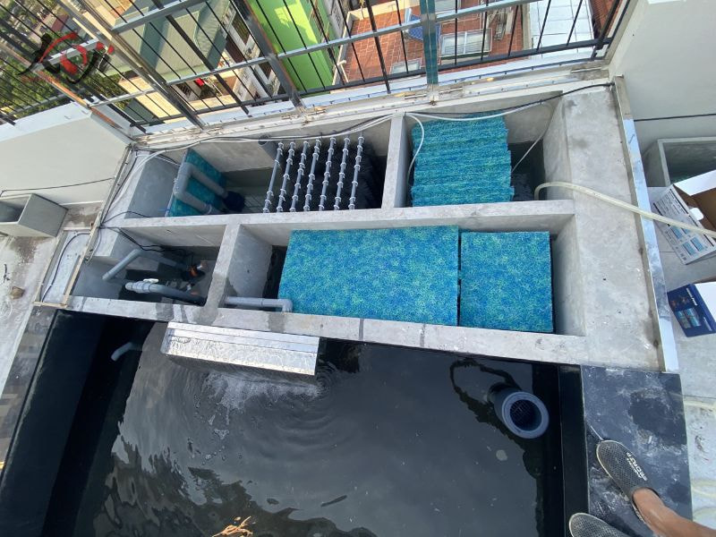 cách làm trong hồ cá Koi