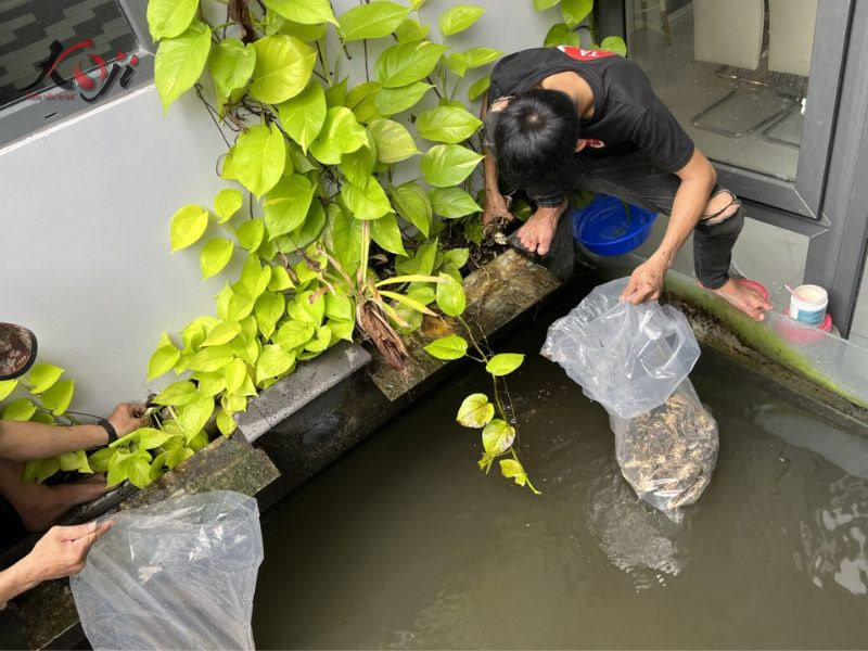 cách làm trong hồ cá Koi