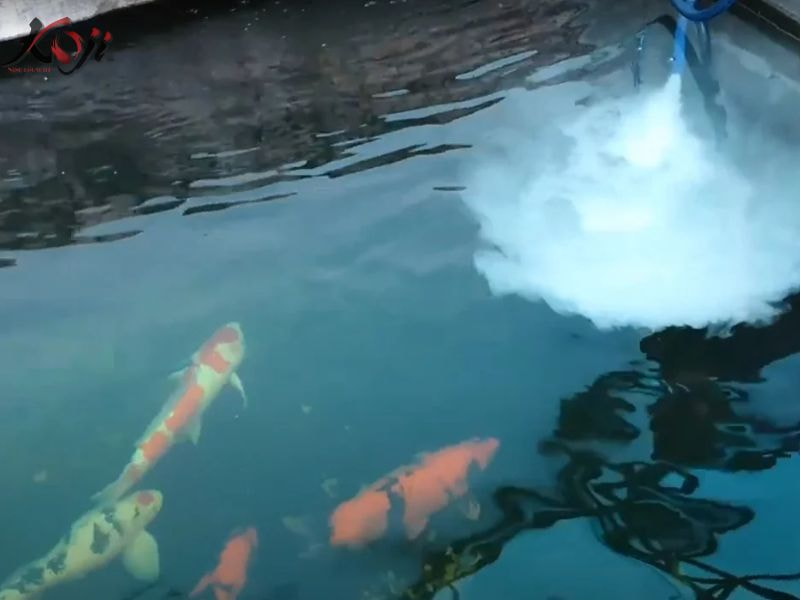 cách tăng oxy cho bể cá