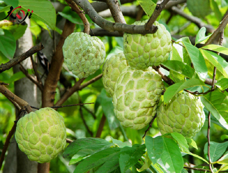 Tổng hợp cây ăn quả trồng sân vườn độc, lạ - Koji Landscape