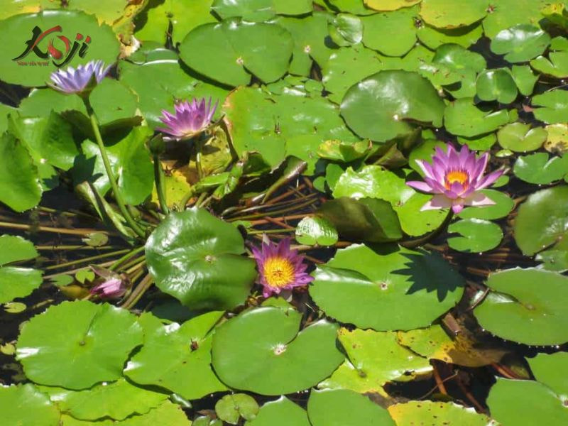 cây trồng dưới nước