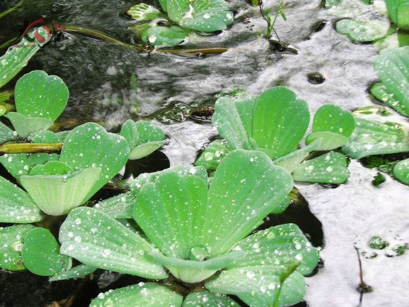 cây trồng dưới nước