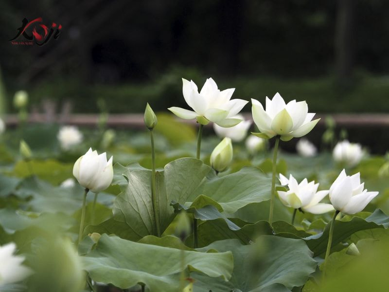 cây trồng dưới nước