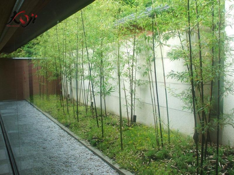 cây trồng dưới nước