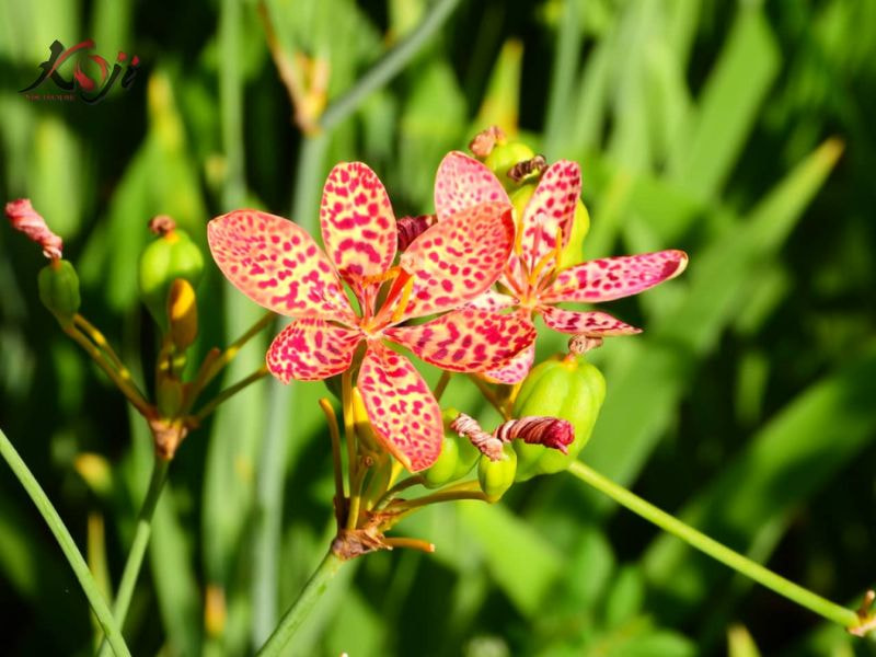 cây trồng dưới nước