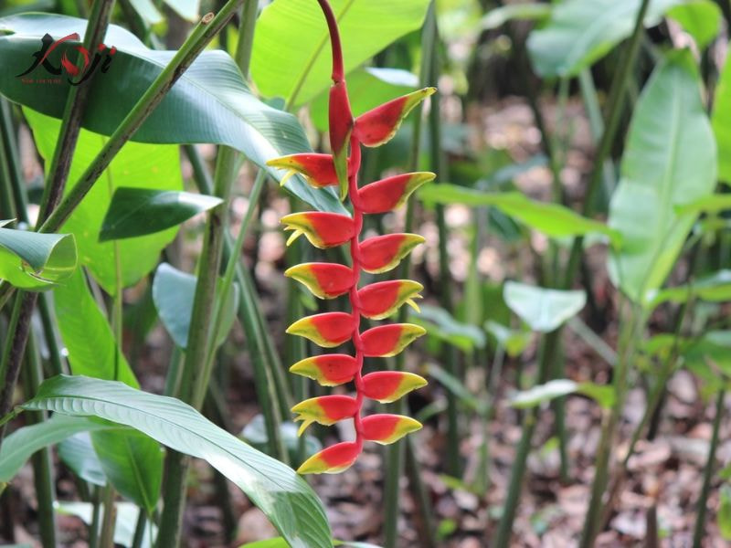 cây trồng dưới nước