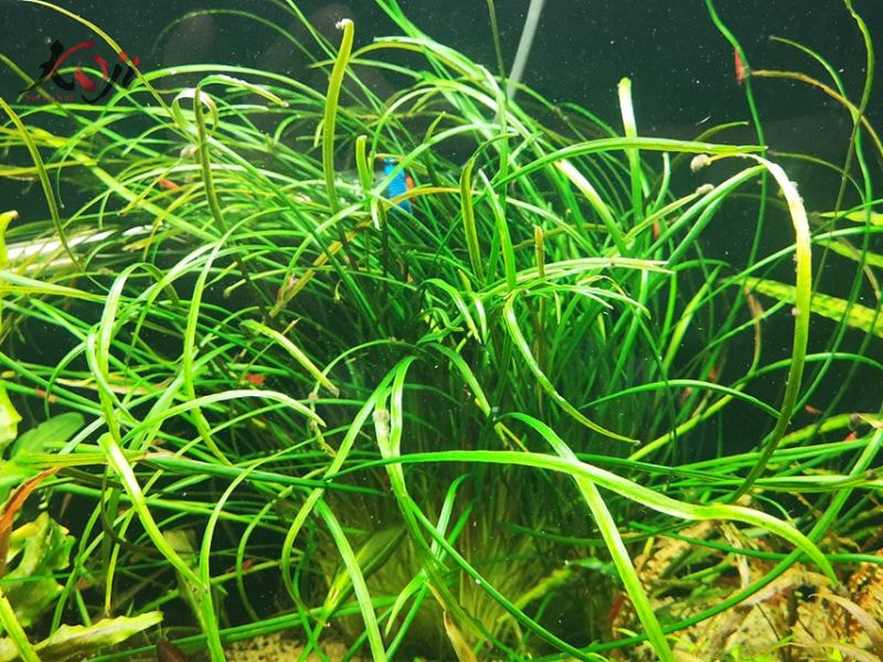 cây trồng dưới nước