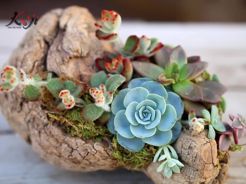 cây trồng dưới nước