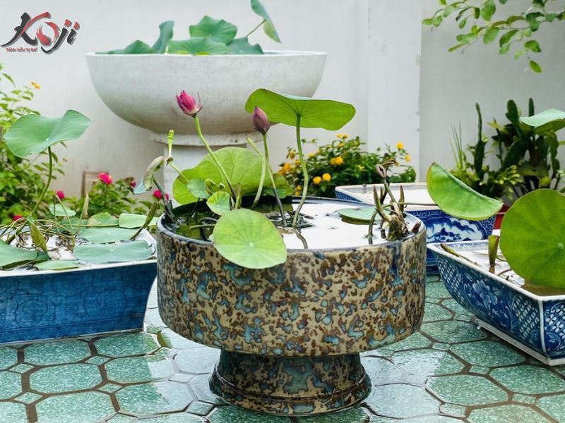 chậu xi măng nuôi cá Koi