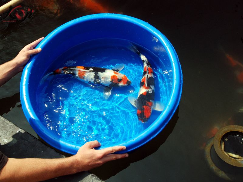 chậu xi măng nuôi cá Koi