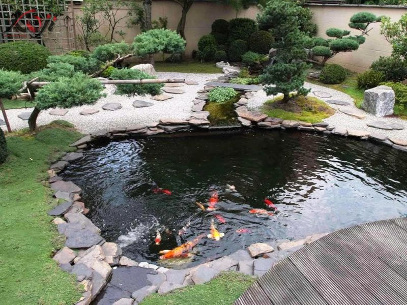 đơn vị thi công hồ cá Koi thái bình